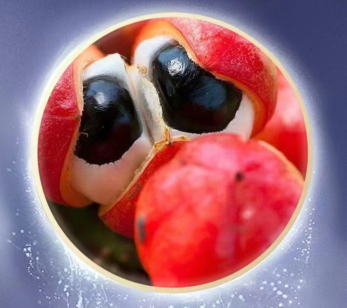 美国能量A咖啡的成分之一瓜拉纳